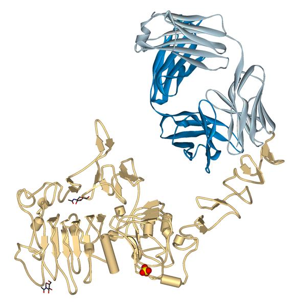 Trastuzumab Fab-HER2 complex 1N8Z