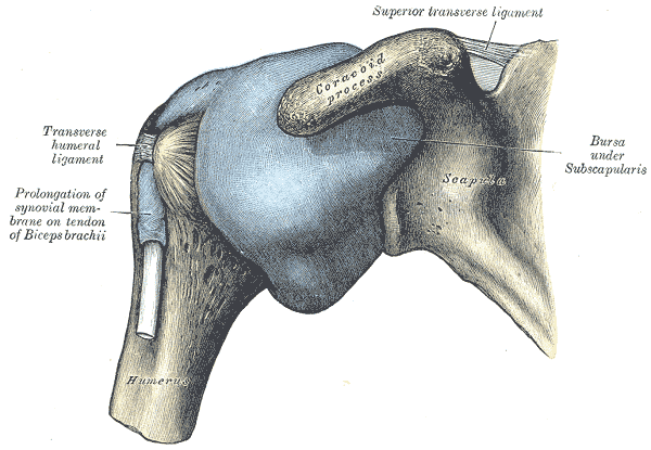 shoulder & glenohumeral joint