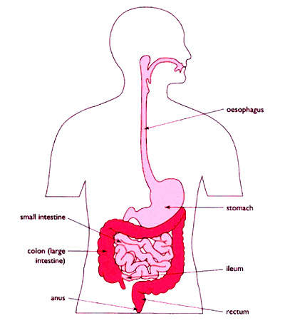 Cilansetron - New Treatment for IBS - Drug Development Technology