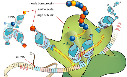 Drug Development