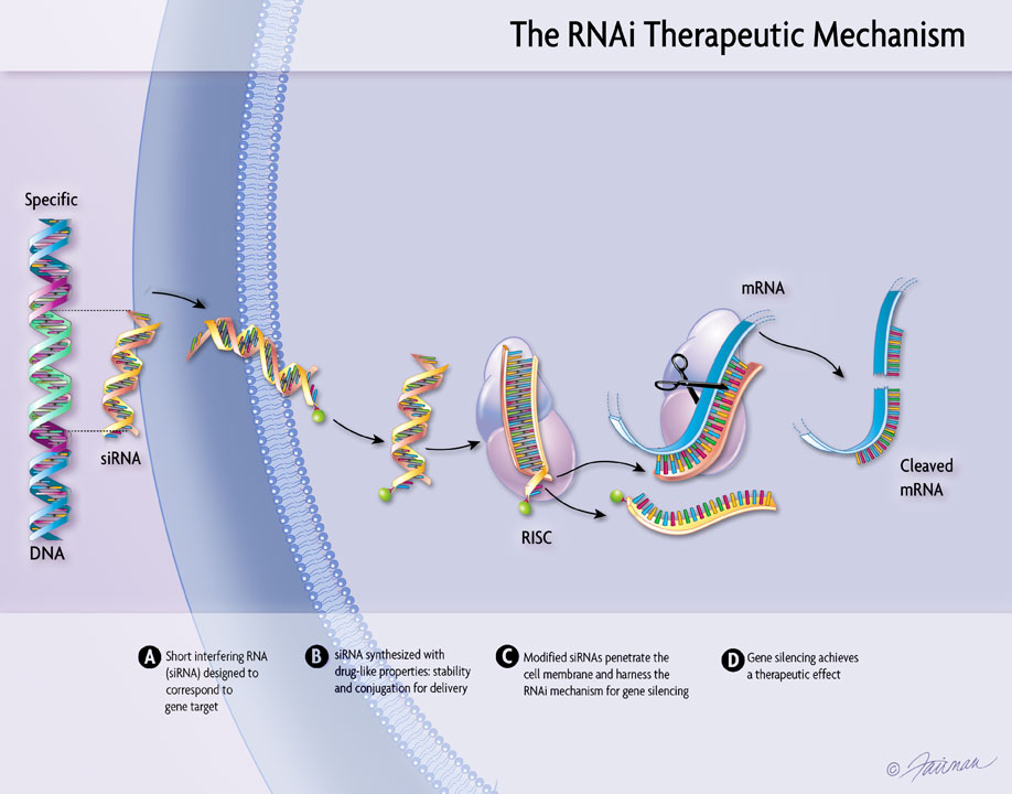 RNAi Therapeutic Process